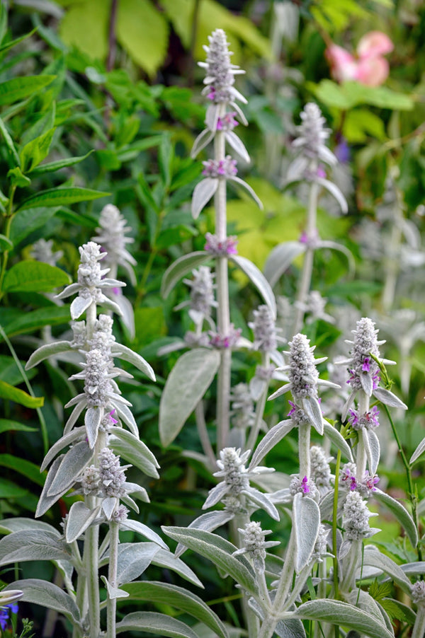 Stachys byzantina 'Big Ears'