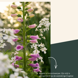 Borderpakket: vogels & bestuivers