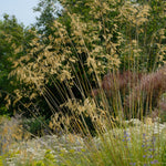 Stipa gigantea