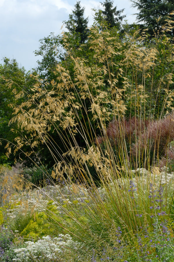 Stipa gigantea