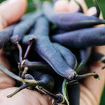 Struikboon 'Purple Queen'-Angelo