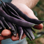 Struikboon 'Purple Queen'-Angelo