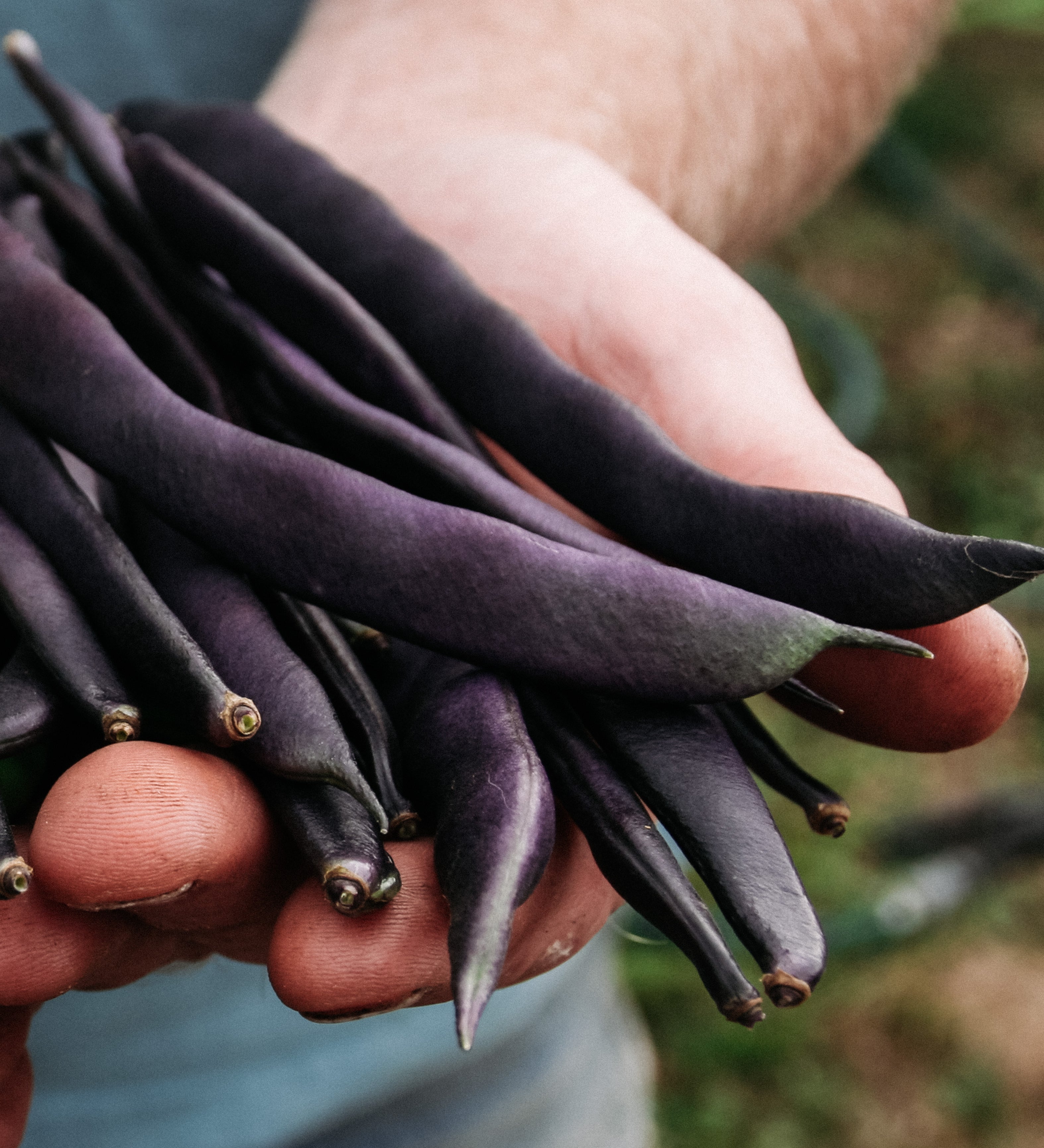 Struikboon 'Purple Queen'-Angelo