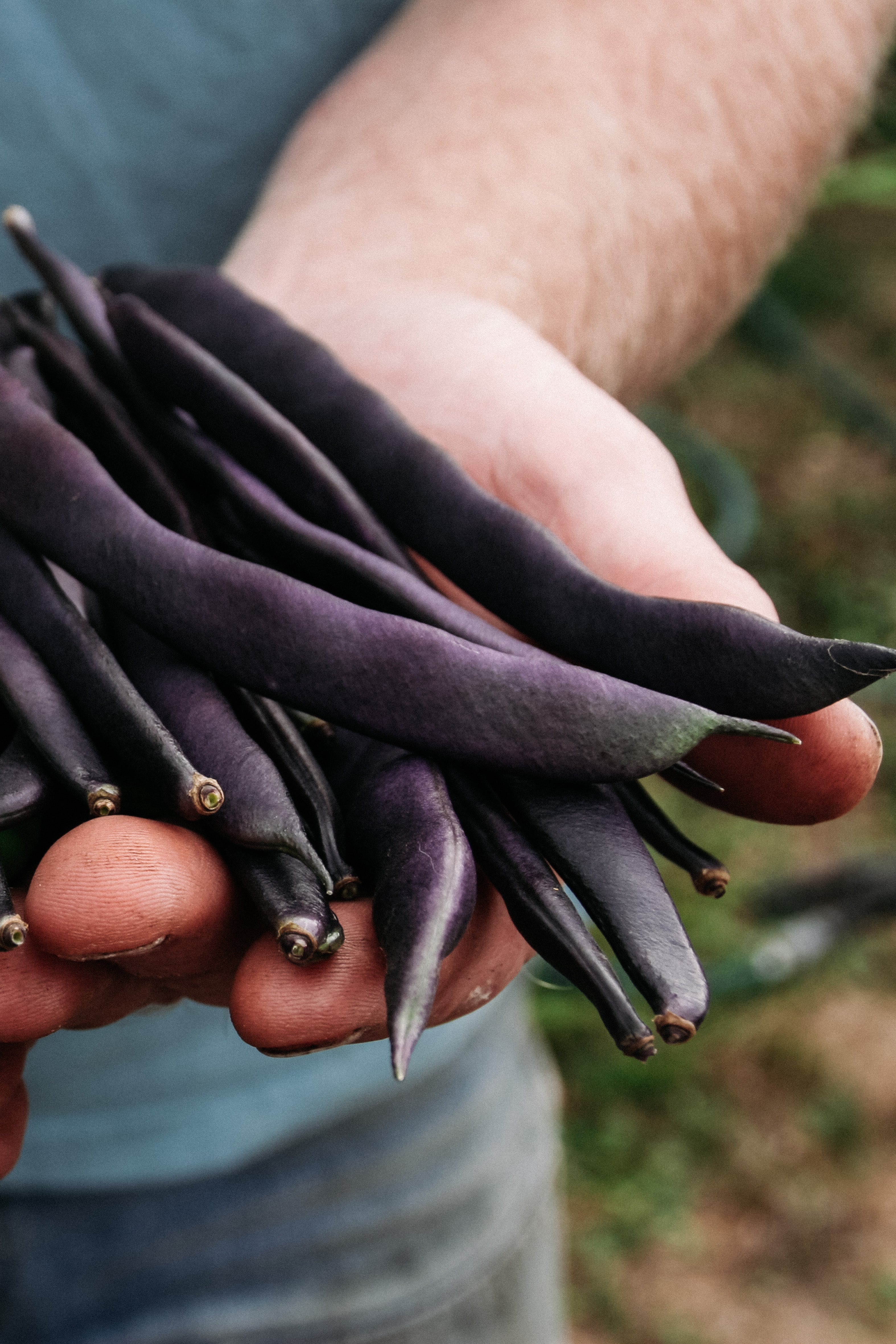 Struikboon 'Purple Queen'-Angelo