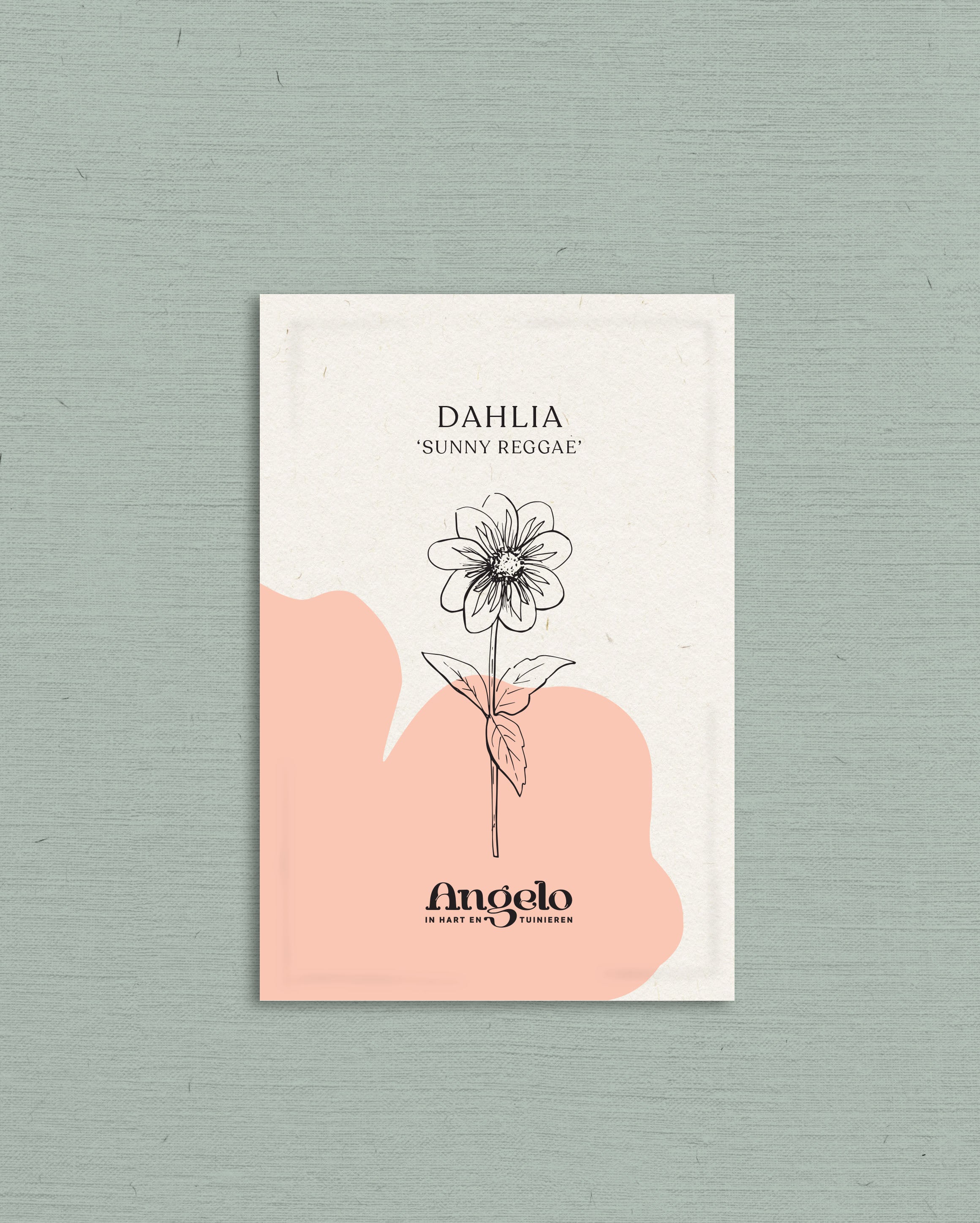 Dahlia variabilis &