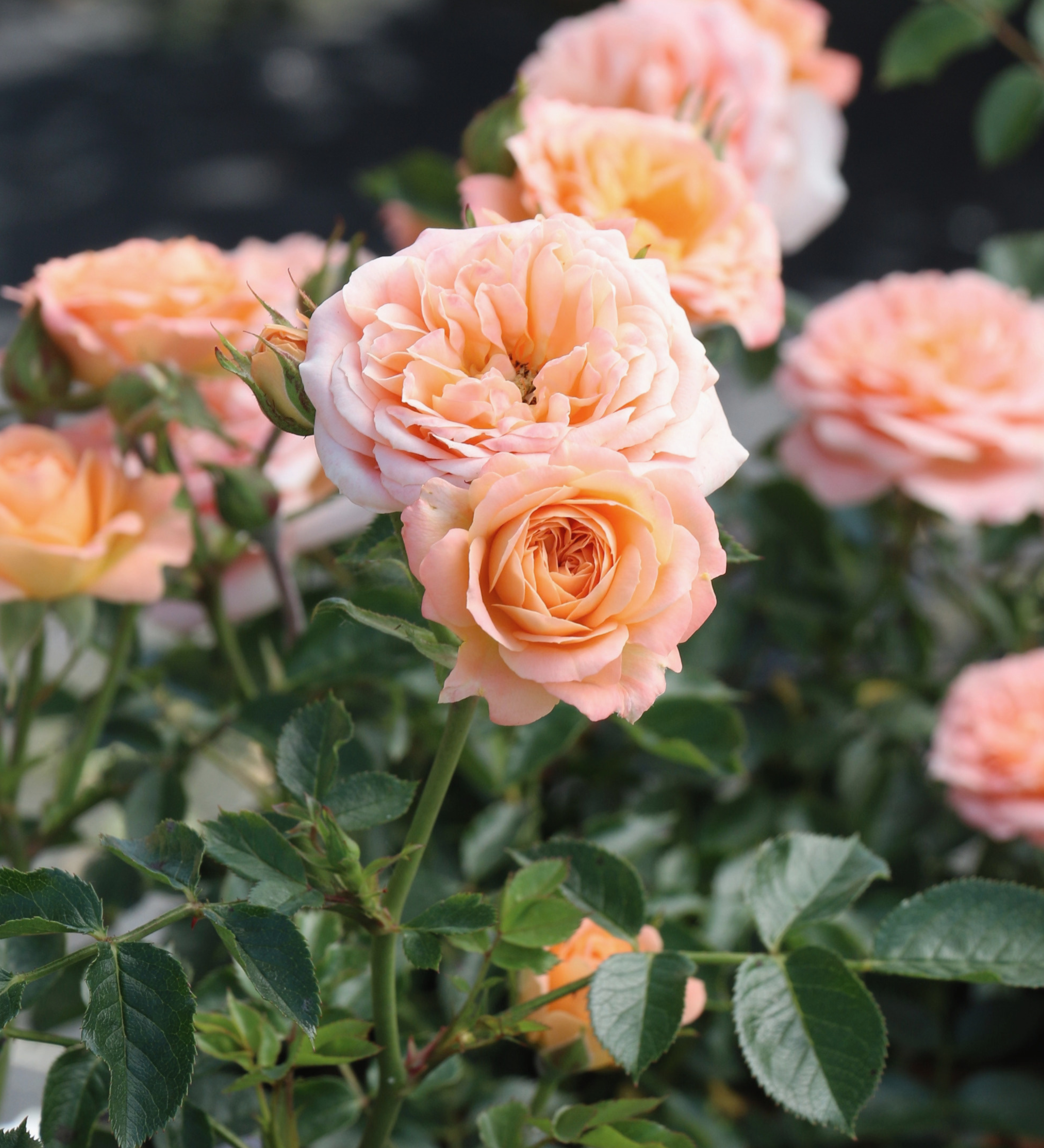 Ontdek onze rozen