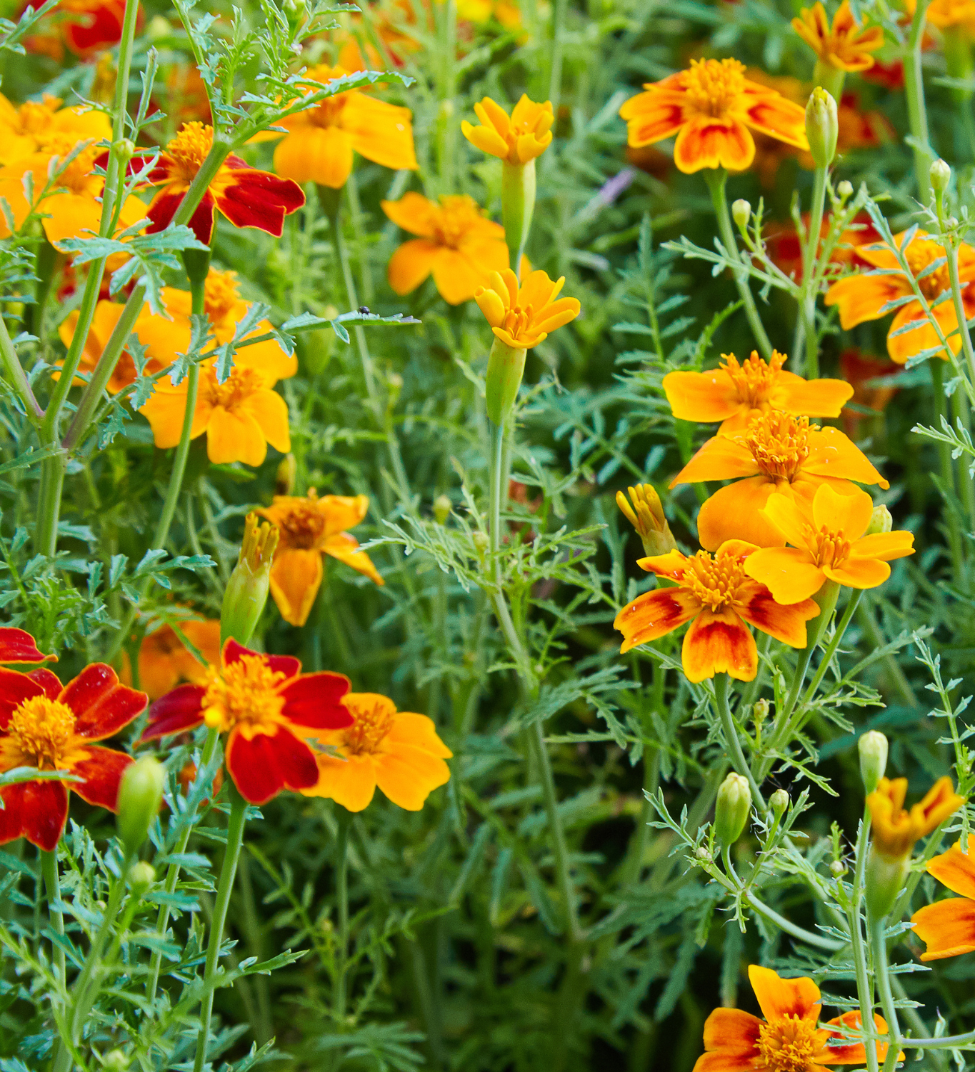 Tagetes erecta 'Mix'-Angelo