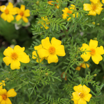 Tagetes patula 'anti bodemaaltjes'-Angelo
