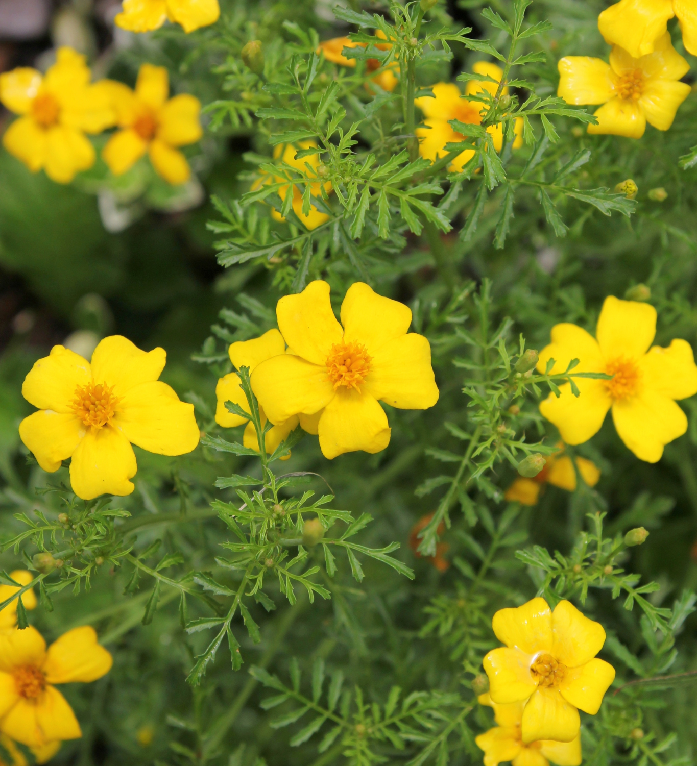 Tagetes patula 'anti bodemaaltjes'-Angelo