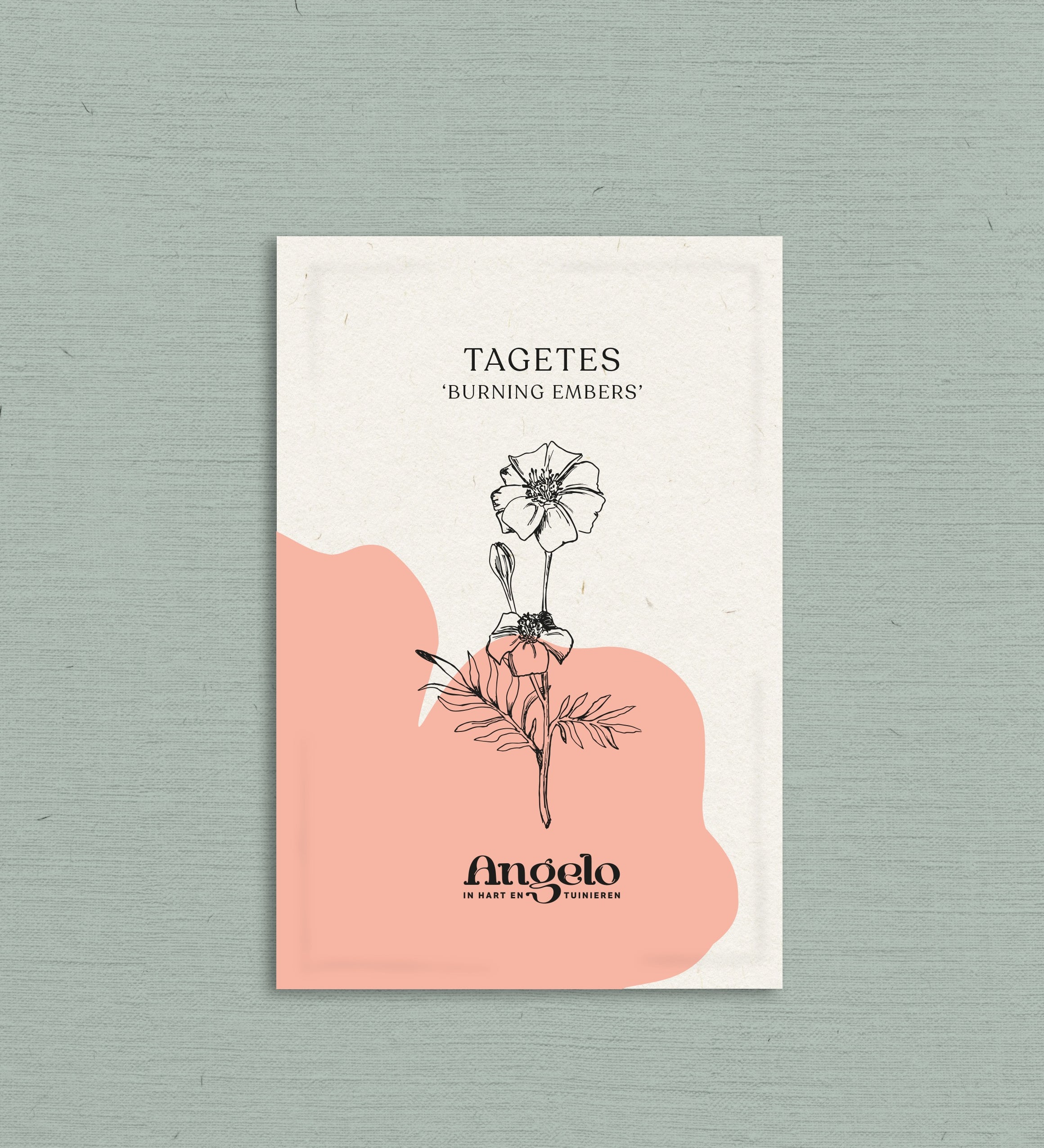 Tagetes patula linnaeus 'burning embers'-Angelo