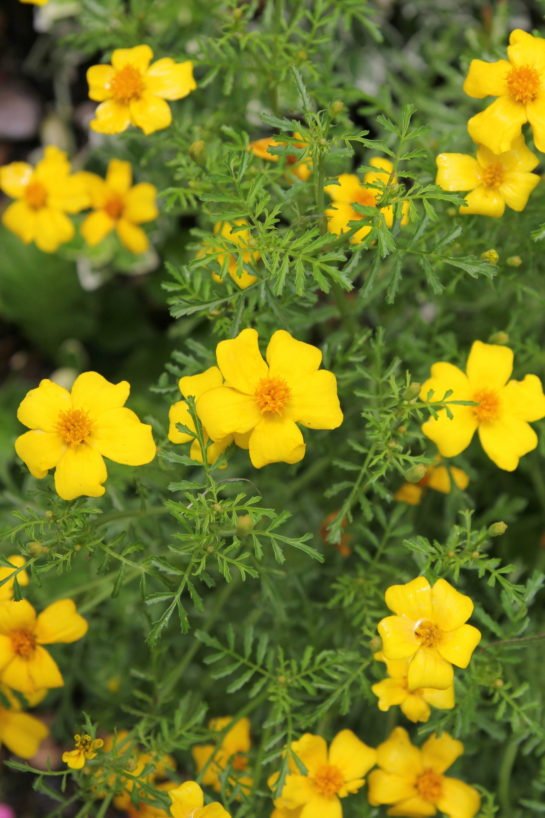 Tagetes patula &