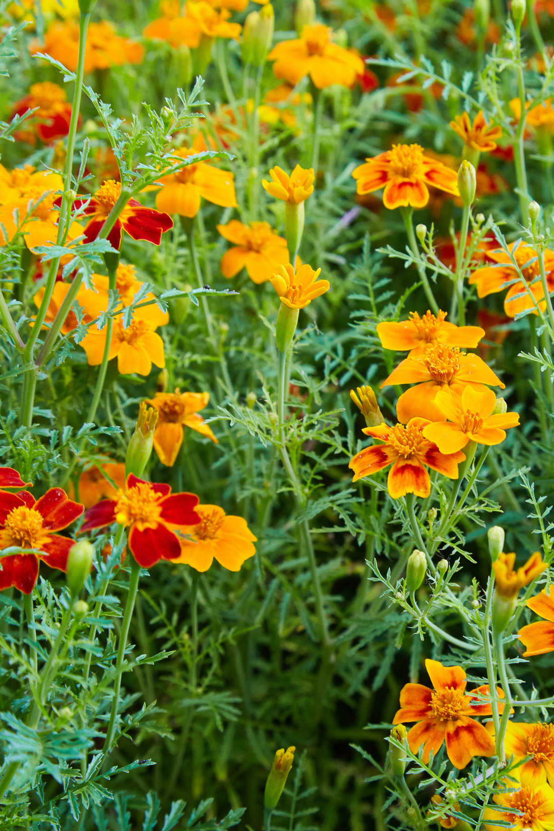 Tagetes erecta &