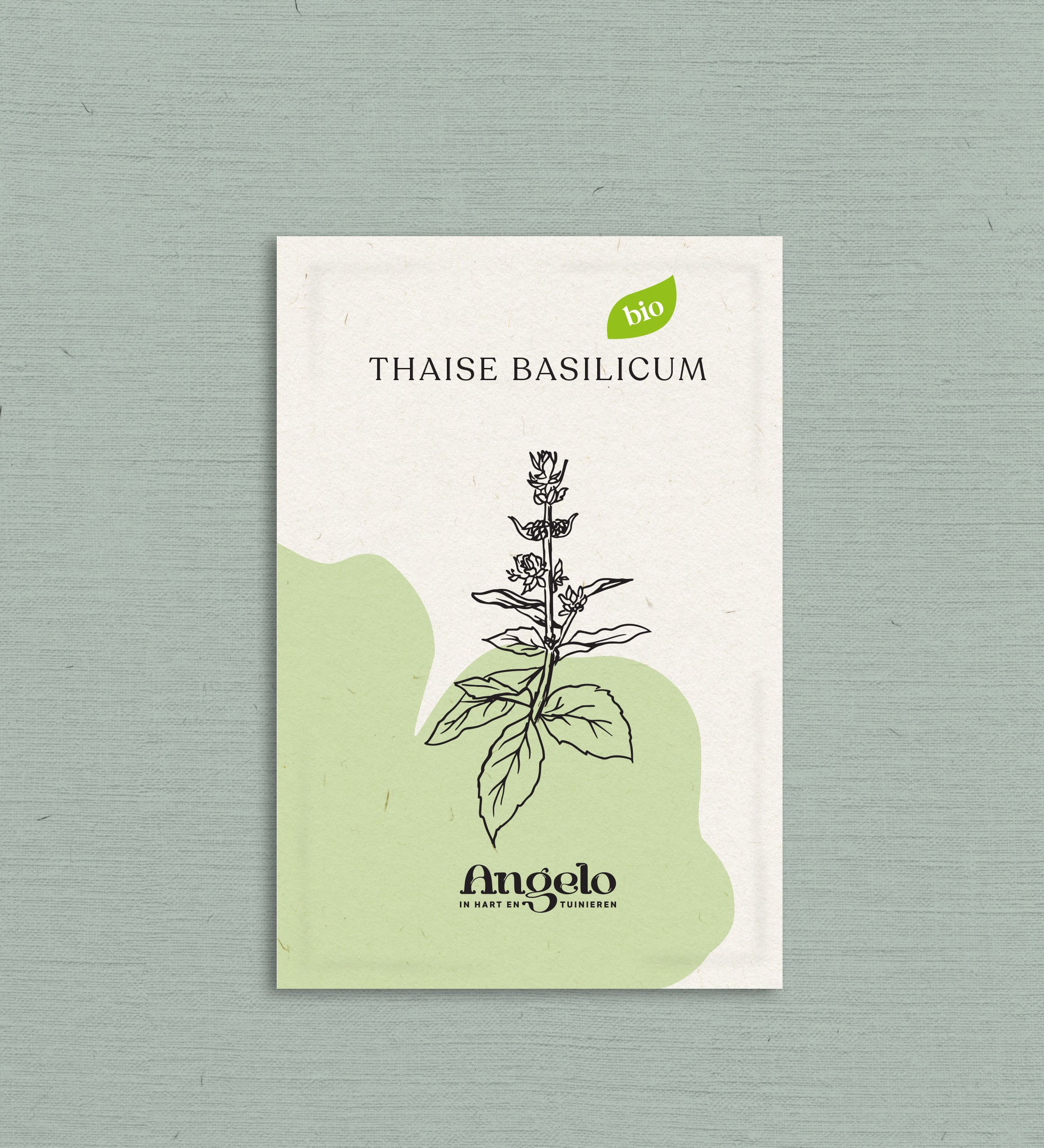 Thaïse basilicum-Angelo
