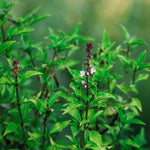 Thaïse basilicum-Angelo