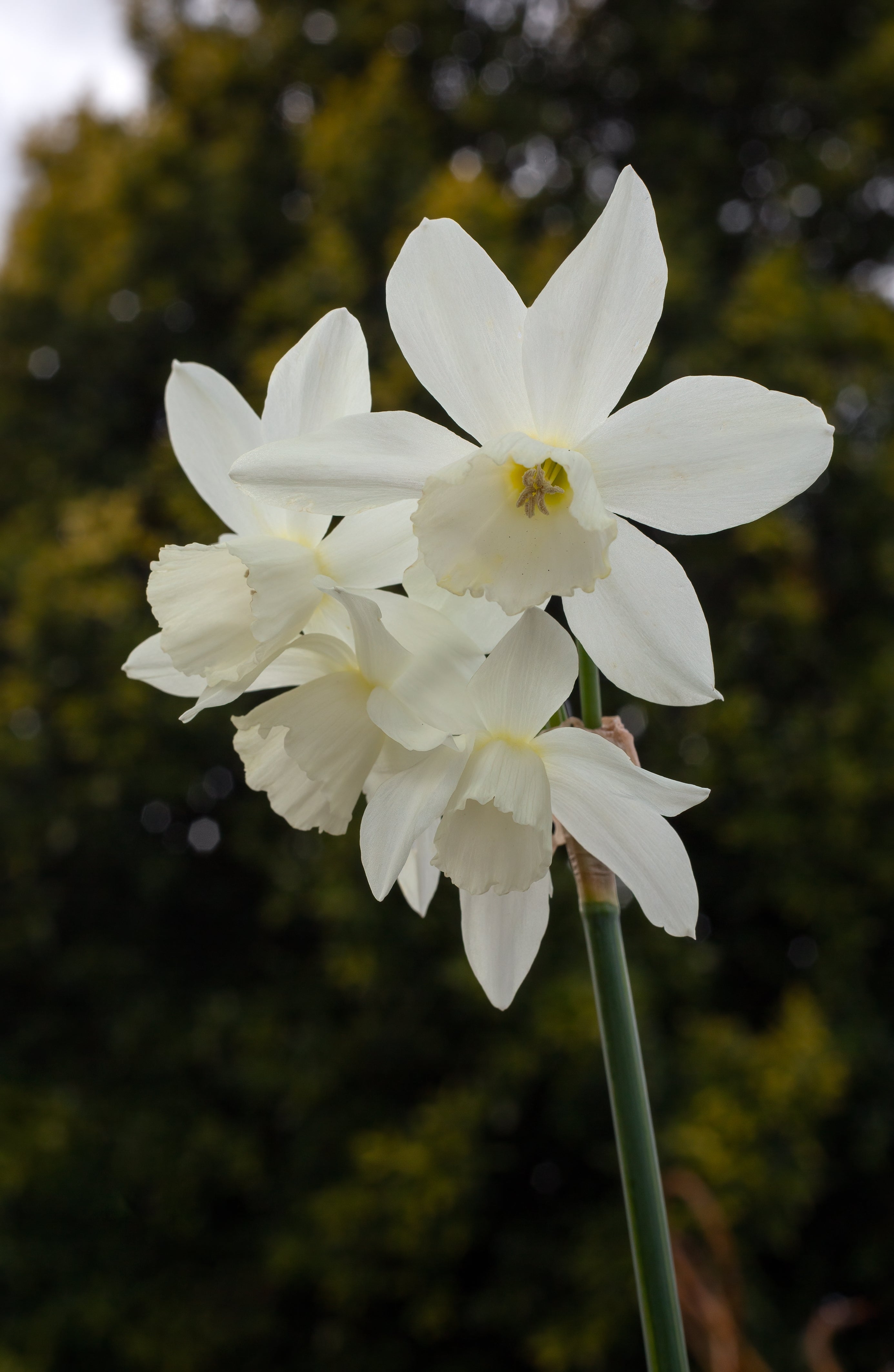 Daffodil &
