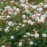 Klimroos 'The Albrighton Rambler'