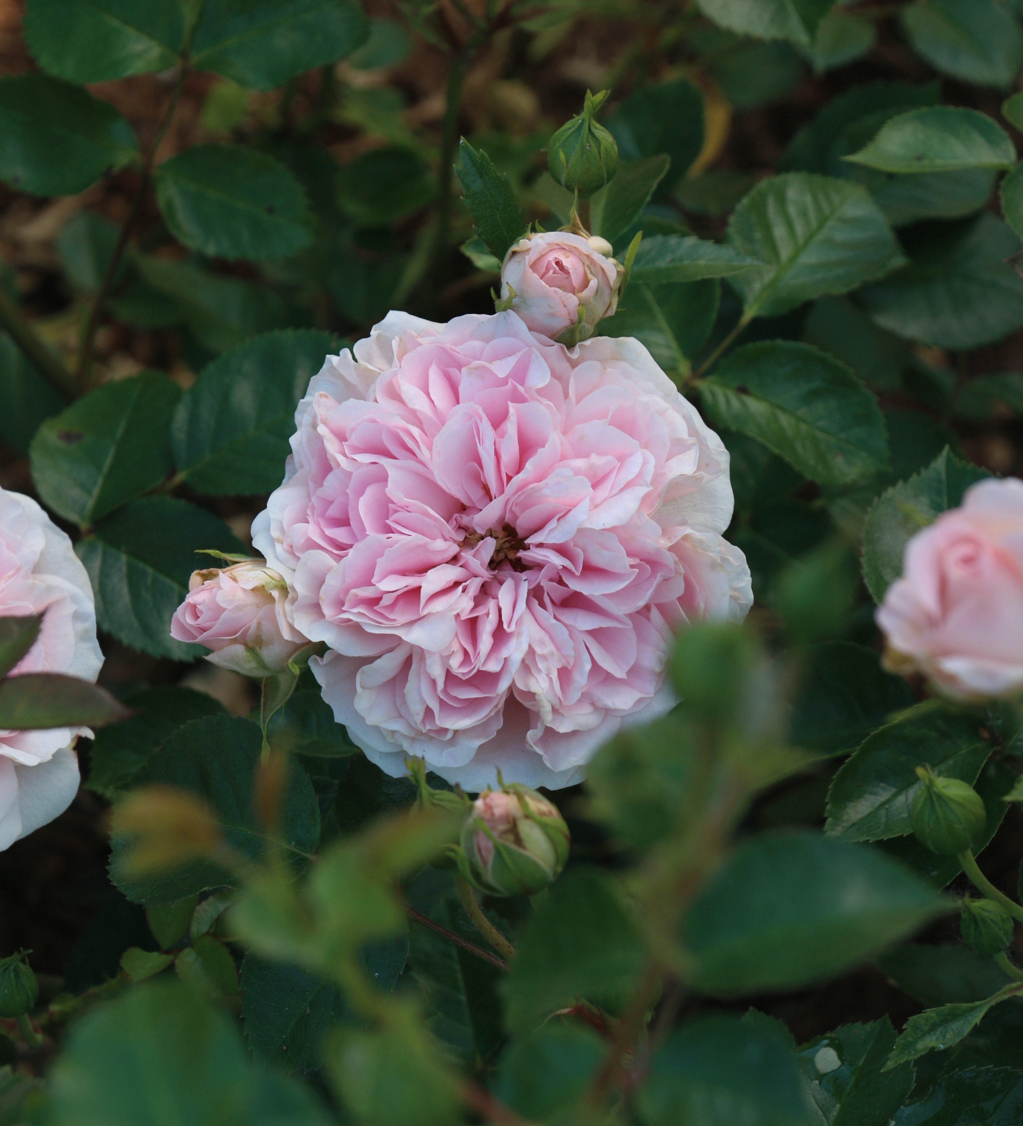 Ontdek onze rozen