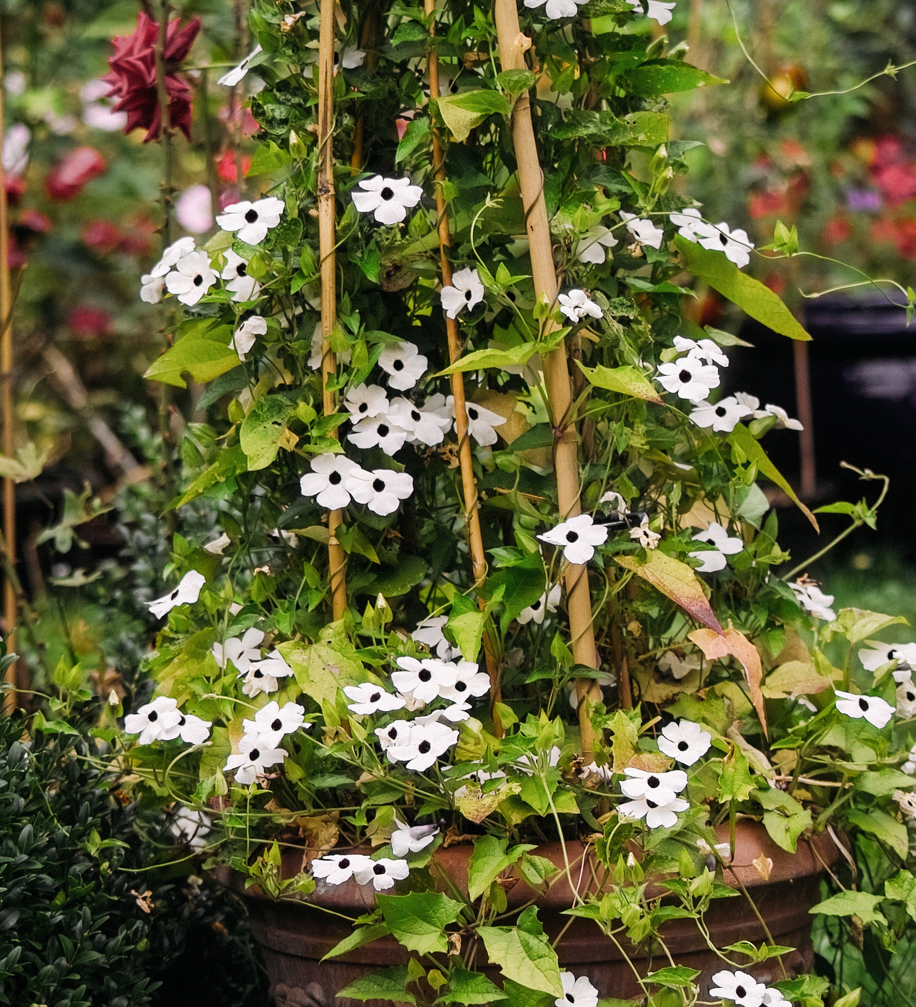 Thunbergia alata 'alba oculata'-Angelo