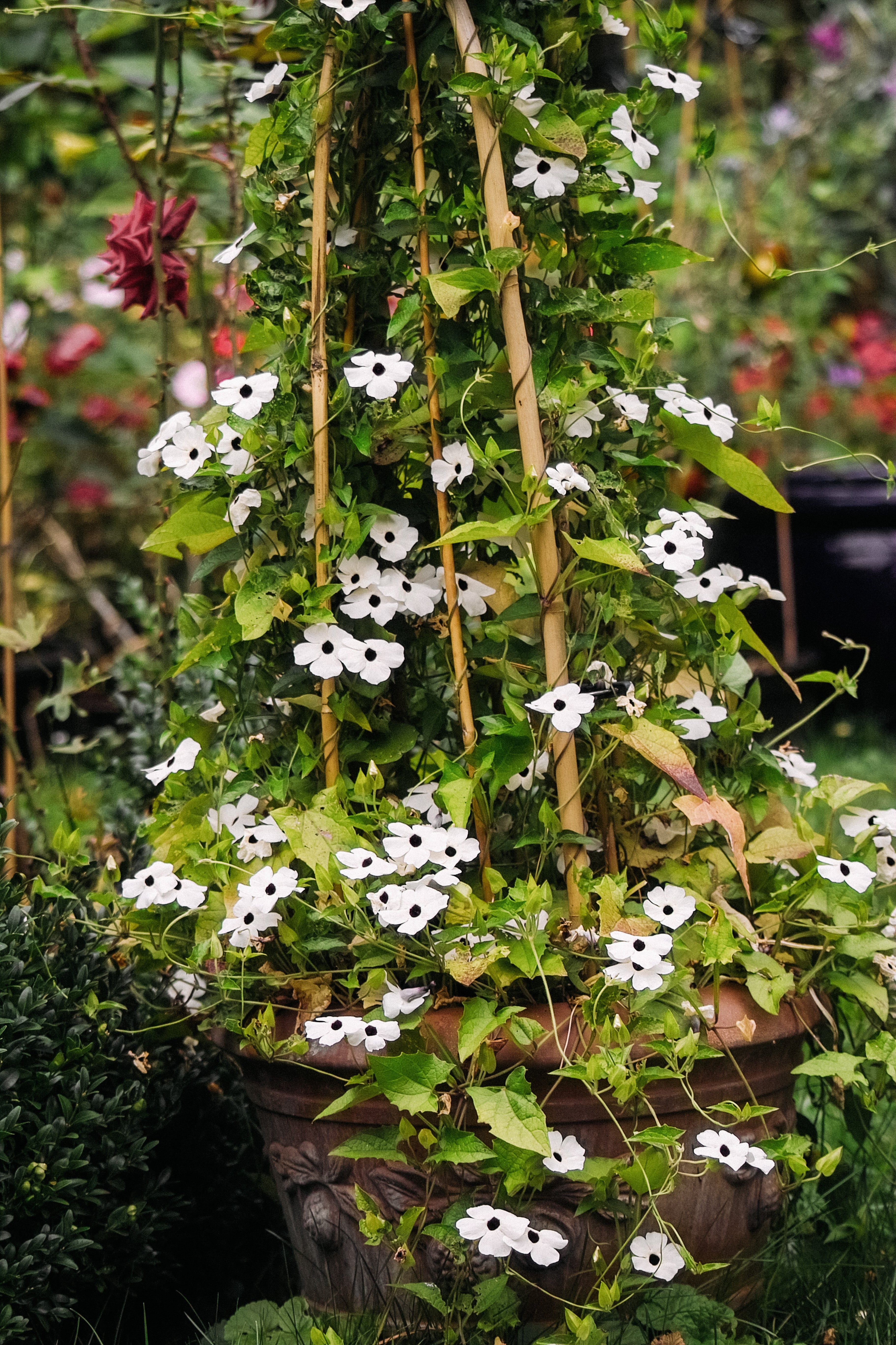 Thunbergia alata 'alba oculata'-Angelo