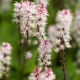 Tiarella wherryi