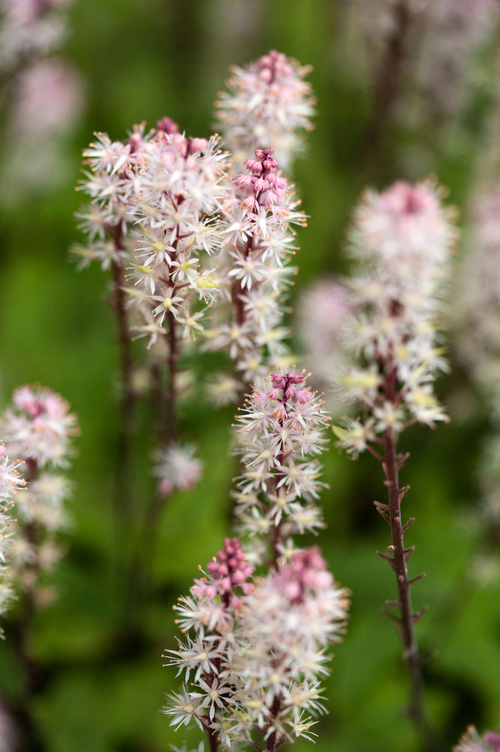 Tiarella wherryi