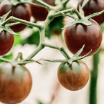 Tomaat 'Black Cherry'-Angelo