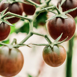 Tomaat 'Black Cherry'-Angelo