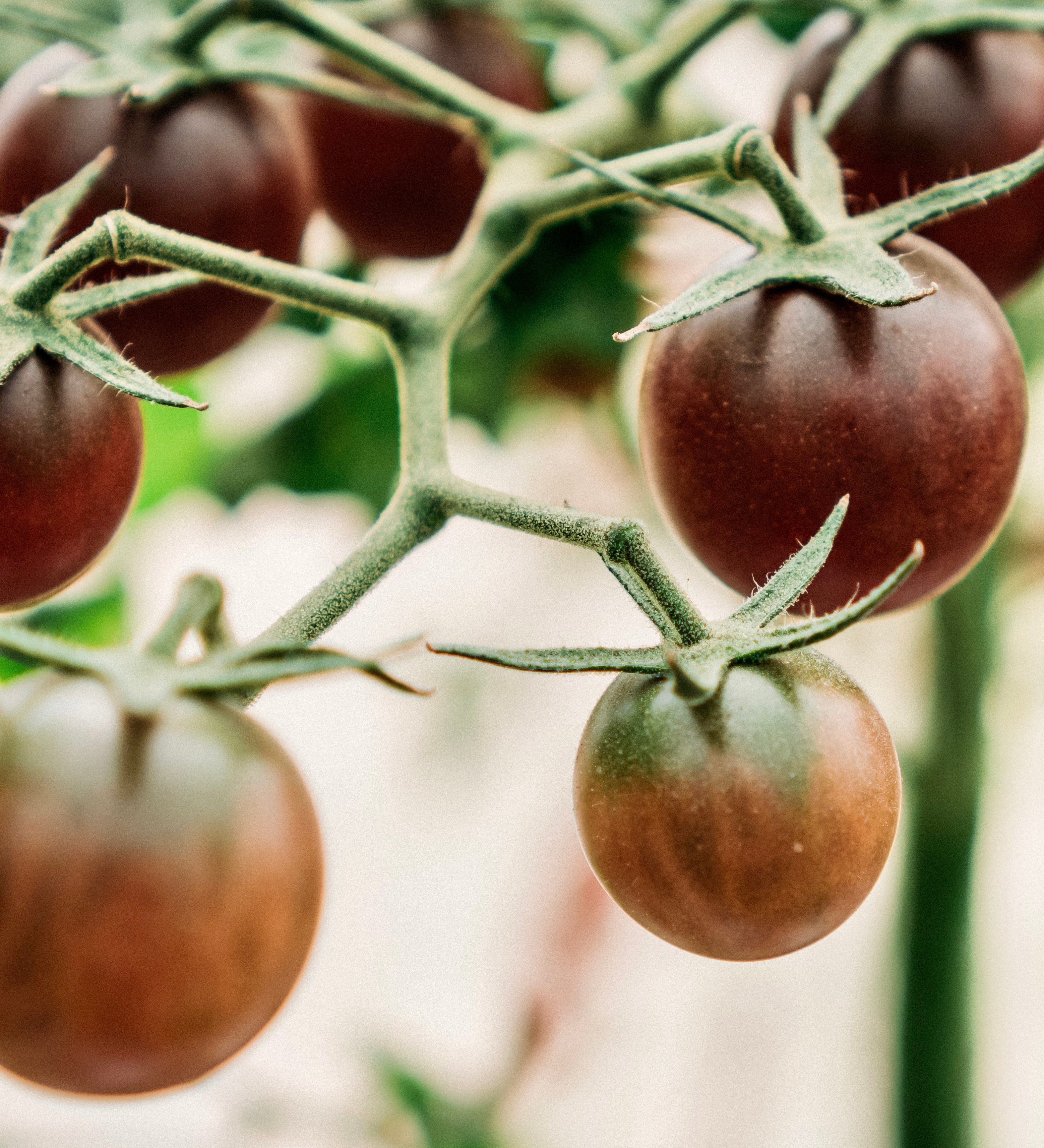 Tomaat 'Black Cherry'-Angelo