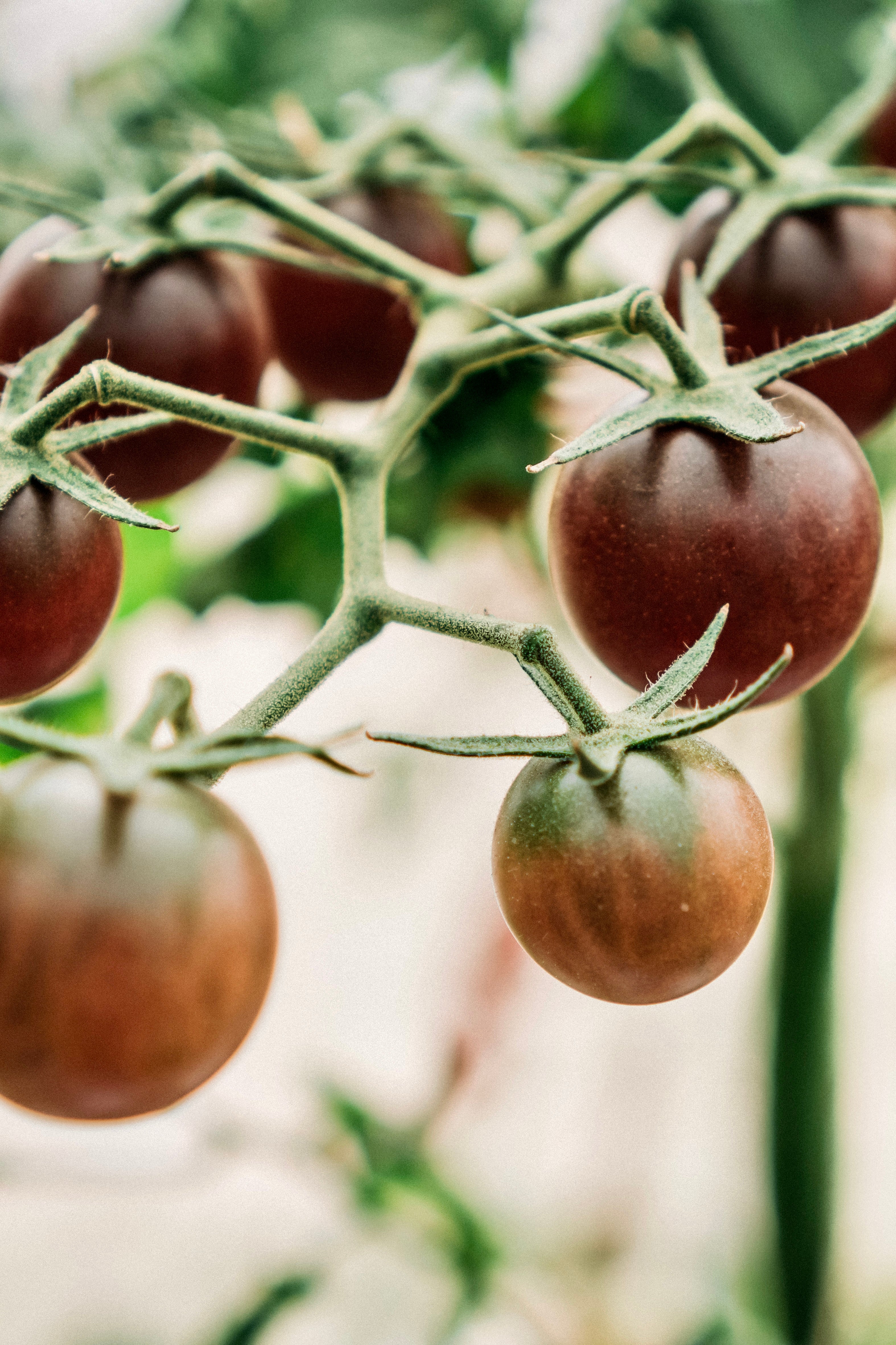 Tomaat 'Black Cherry'-Angelo