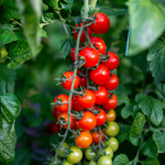 Tomaat 'Gardeners Delight'-Angelo
