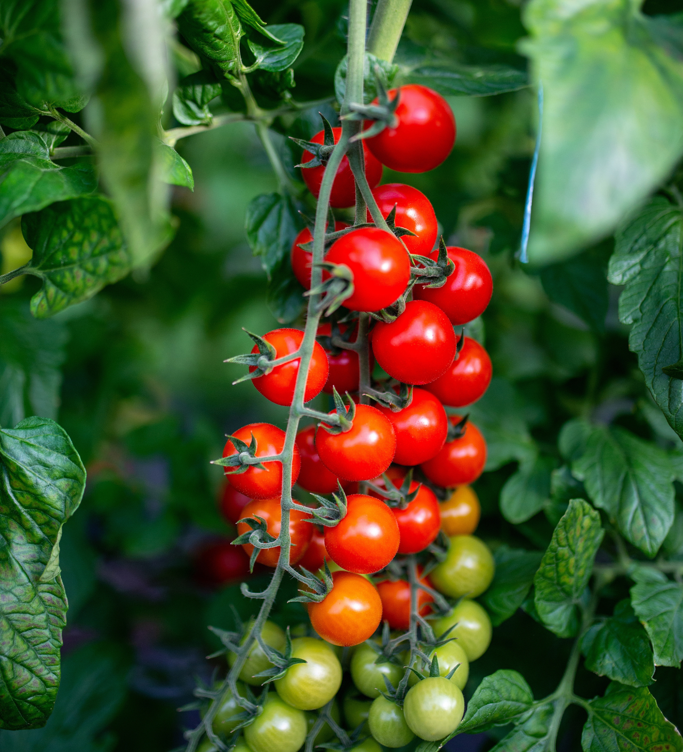 Tomaat 'Gardeners Delight'-Angelo