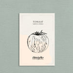 Tomaat 'Green Zebra'-Angelo
