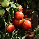 Tomaat 'Red Brandywine'-Angelo