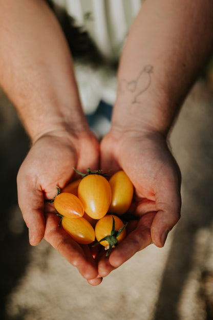 Picking kit: An organic vegetable garden