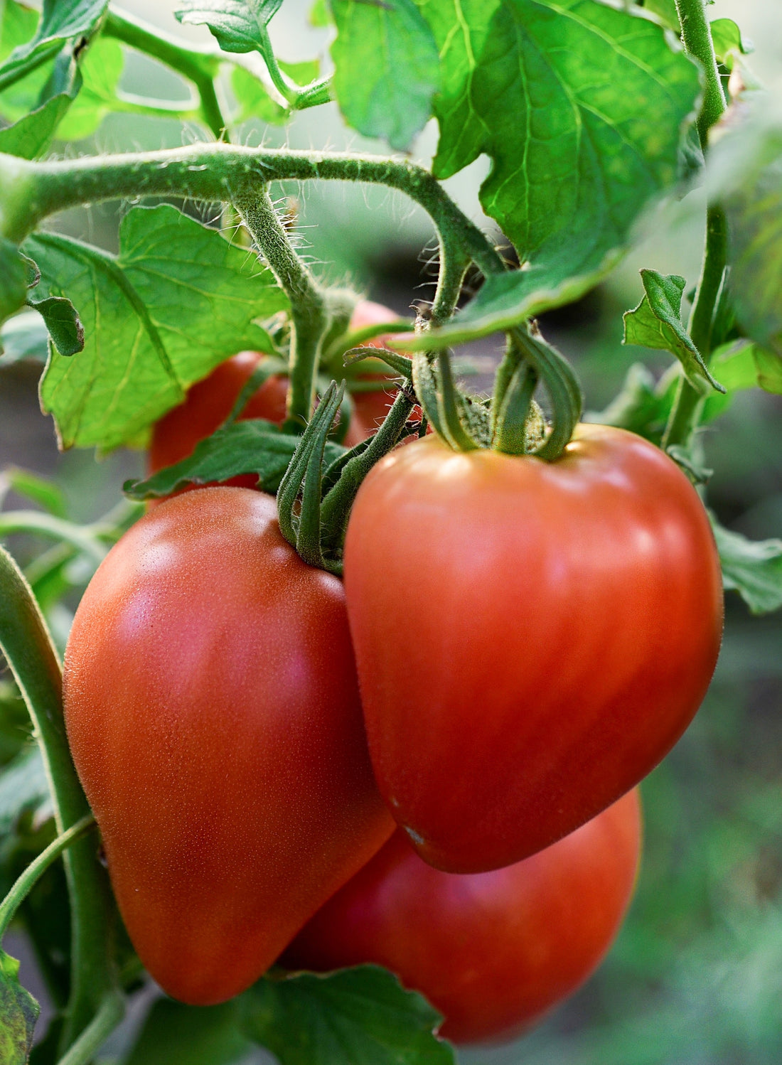 Tomate &quot;Coeur de boeuf rouge