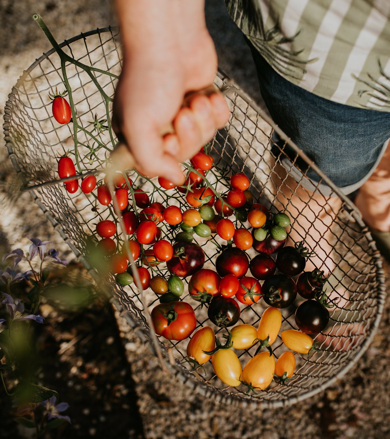 Master class Growing tomatoes