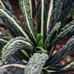 Toscaanse palmkool 'Nero di Toscana'-Angelo
