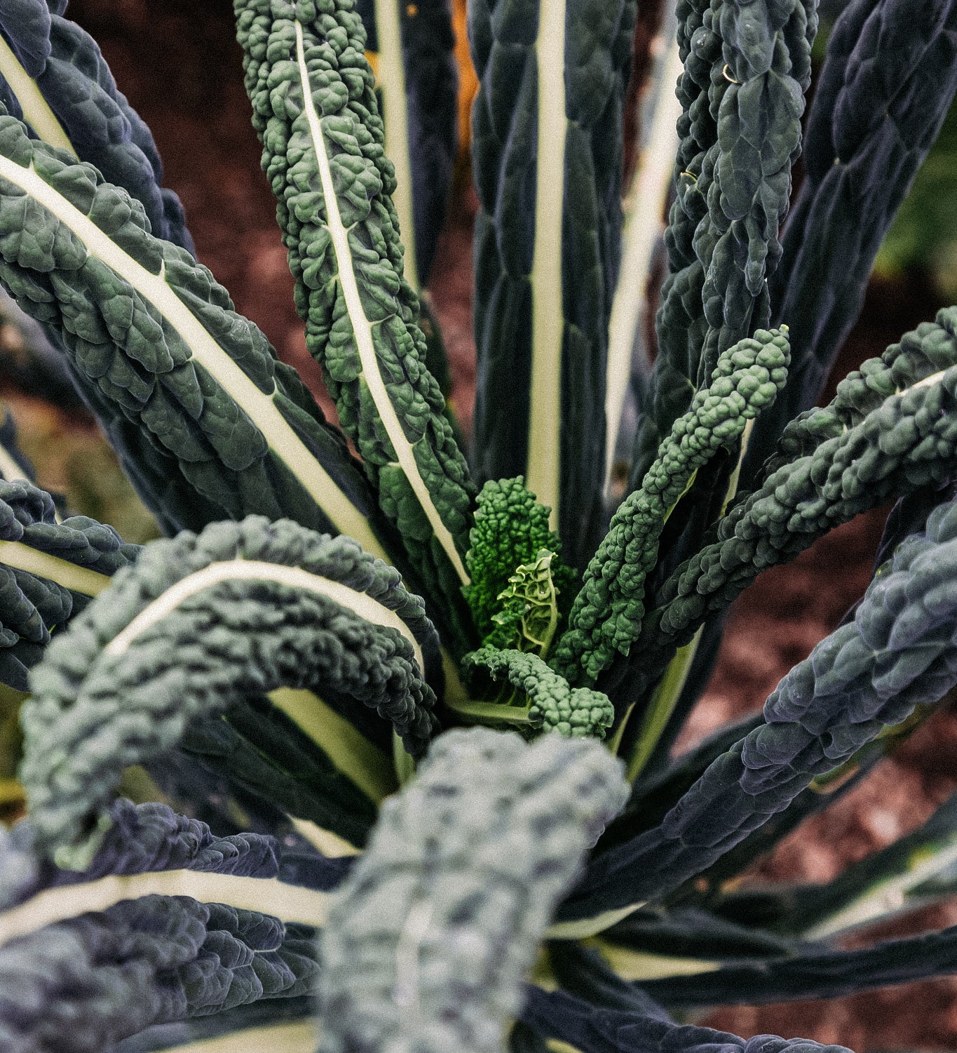 Toscaanse palmkool 'Nero di Toscana'-Angelo