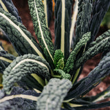 Toscaanse palmkool 'Nero di Toscana'-Angelo