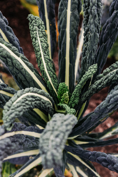 Tuscan palm cabbage &