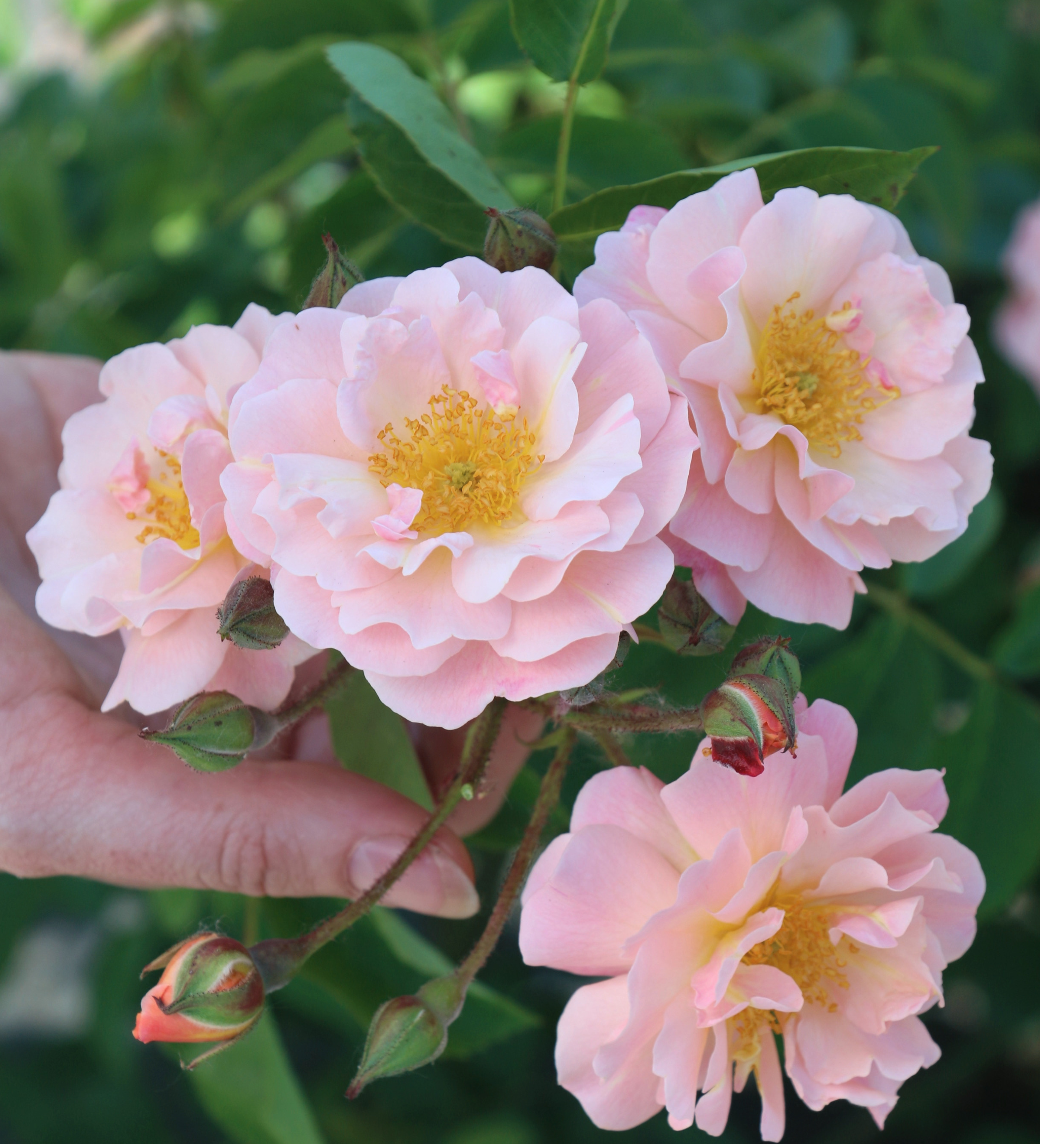 Ontdek onze rozen