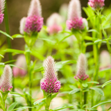 Trifolium rubens