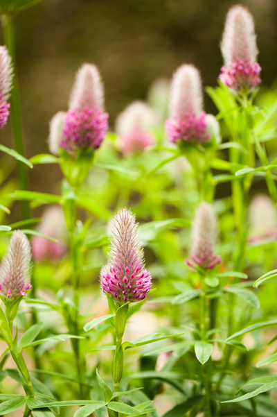 Trifolium rubens