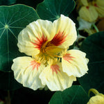 Tropaeolum majus 'Peach Melba'-Angelo