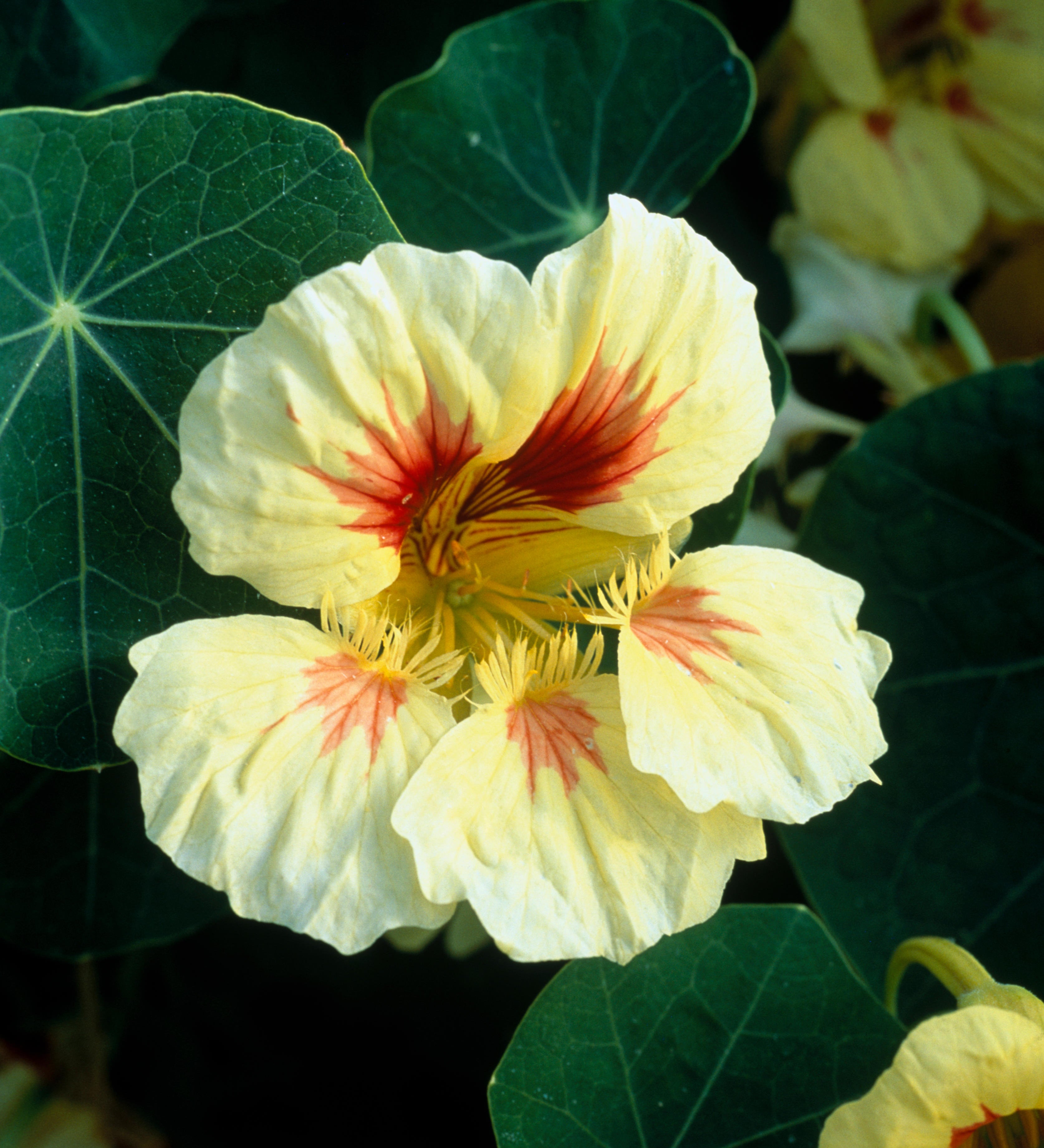 Tropaeolum majus 'Peach Melba'-Angelo