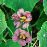 Tropaeolum majus 'purple emperor'-Angelo
