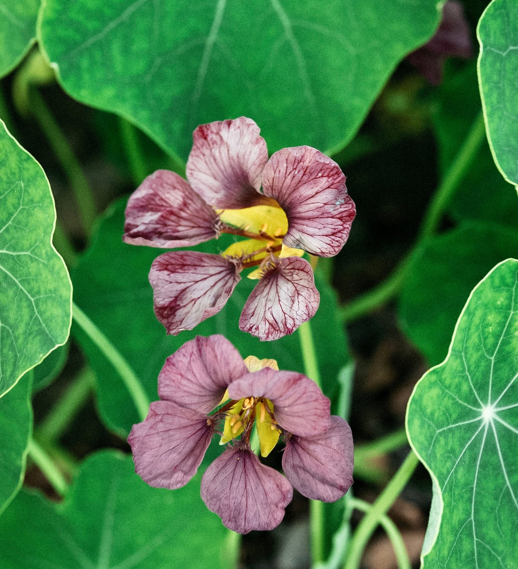 Tropaeolum majus 'purple emperor'-Angelo