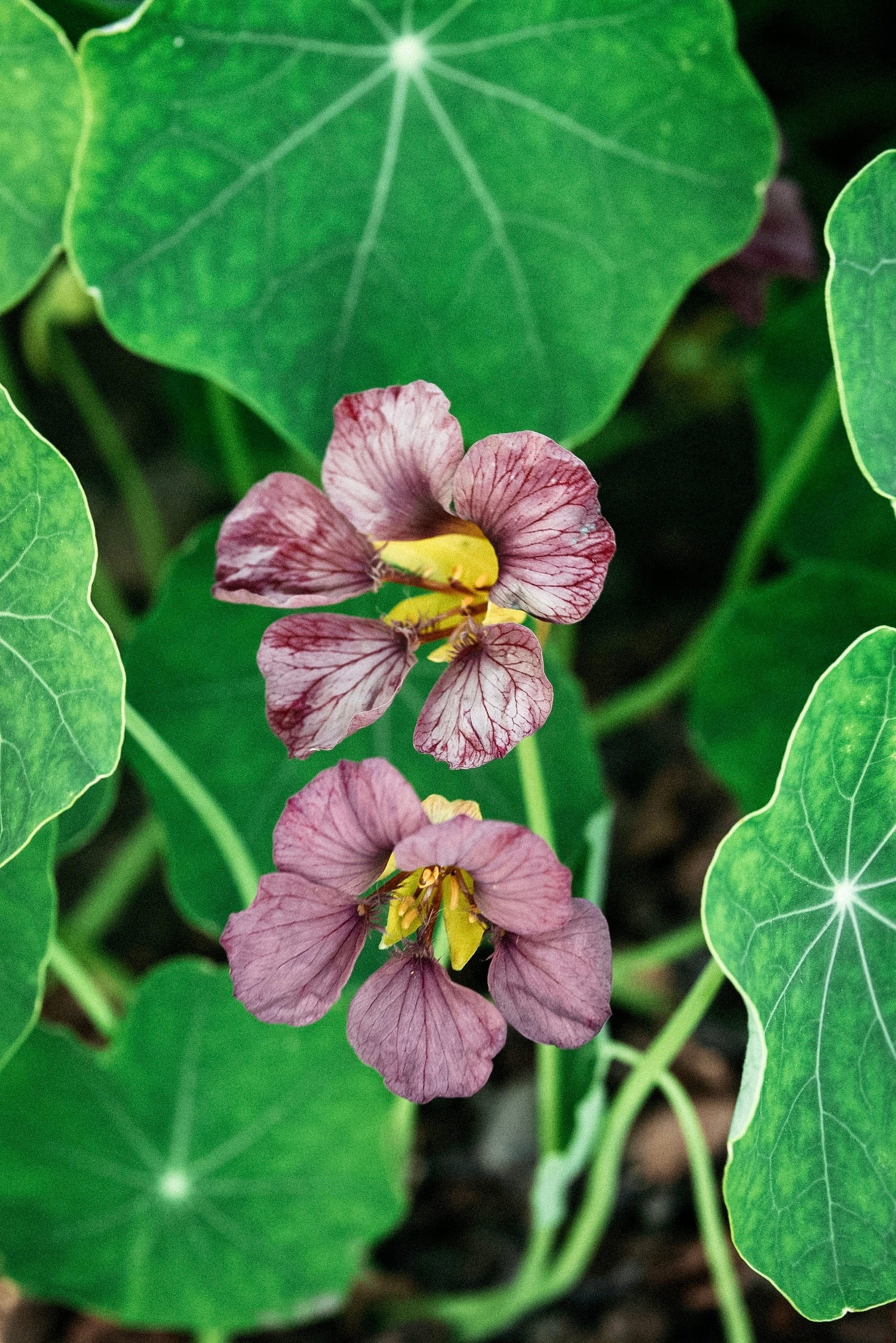 Tropaeolum majus 'purple emperor'-Angelo
