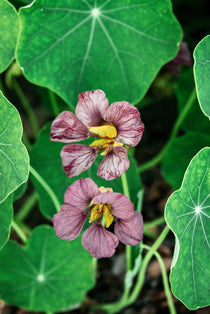 Tropaeolum majus 'purple emperor'-Angelo