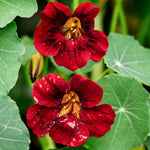 Tropaeolum minus 'black velvet'-Angelo